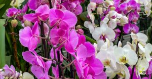 Phalaeonopsis-Orchidee