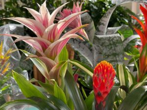 Bromelien