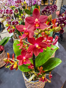 Duft-Orchidee 'Target'