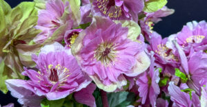 Frilly Rosy