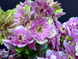 Frilly Rosy