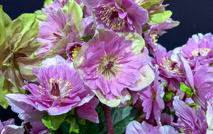 Frilly Rosy