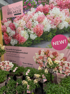 Hortensie 'Ground-Breaker'