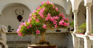 Bonsai-Ausstellung