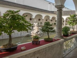 Bonsai-Ausstellung