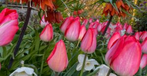 Kaiserkronen, Tulpen und Narzissen