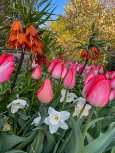 Kaiserkronen, Tulpen und Narzissen