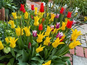 Lilienblütige Tulpen