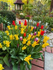 Lilienblütige Tulpen