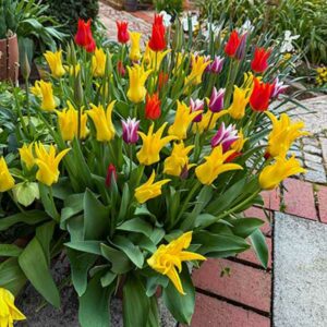 Lilienblütige Tulpen