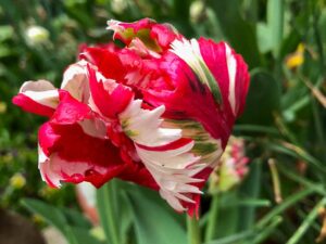 Papageientulpe - sie löste das Tulpenfieber aus