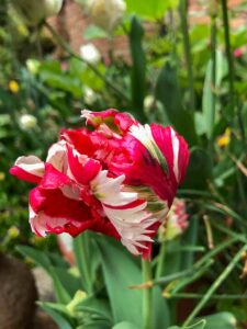 Papageientulpe - sie löste das Tulpenfieber aus