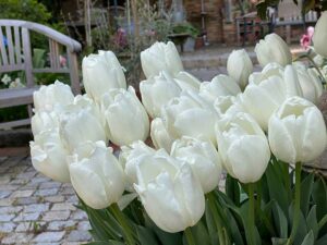Weiße Tulpen