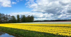 Tulpen so weit das Auge reicht - in den Niederlanden