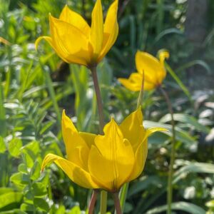 Weinbergtulpe
