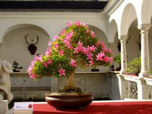 Bonsai-Ausstellung