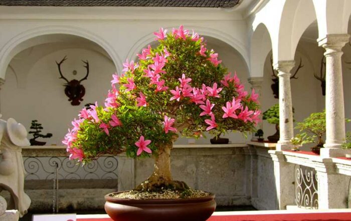 Bonsai-Ausstellung
