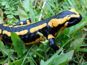 Feuersalamander