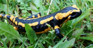 Feuersalamander