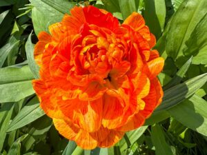 Gefüllt blühende Tulpen