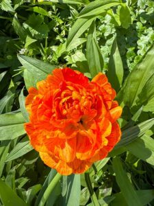 Gefüllt blühende Tulpen