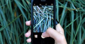 Pflanze mit App bestimmen