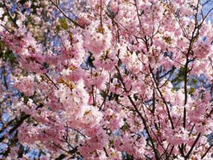 Leopold Mayrhofer/Natur im Garten