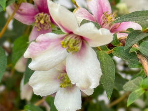 Falscher Jasmin - nun auch in Rosa