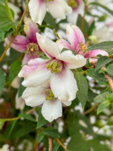 Falscher Jasmin - nun auch in Rosa