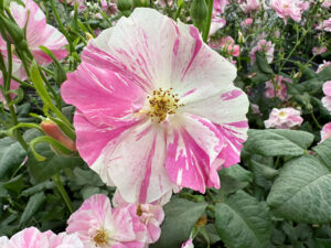 The King's Rose - Insektenfreundlich