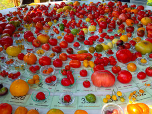 Tomaten