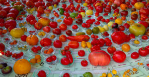 Tomaten