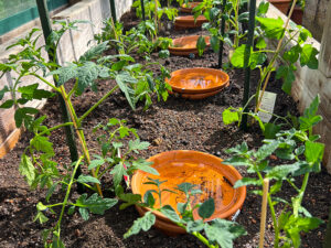 Tomatenbeet mit Ollas