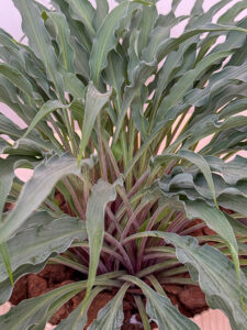Trendpflanze Hosta