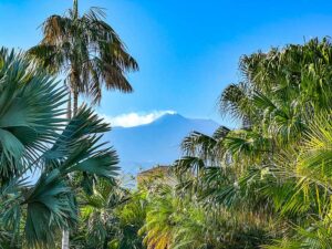 Üppiges Wachstum auf Vulkanboden in Sizilien