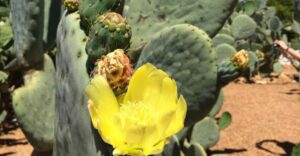 Opuntia