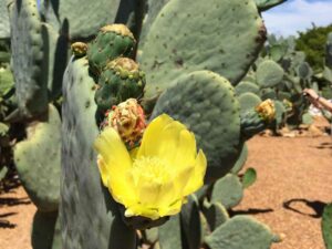 Opuntia