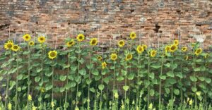 Natur im Garten