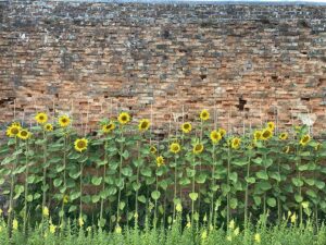 Natur im Garten