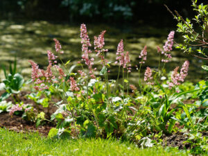 Bild: ©Leopold Mayrhofer/Natur im Garten