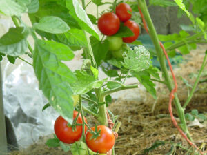 Tomaten