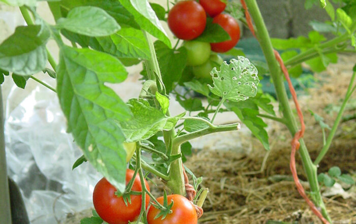 Tomaten