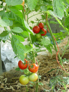 Tomaten