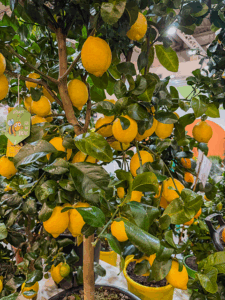 Citrus - viele Früchte