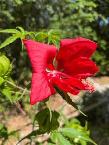 Hibiskus - Blüten über Blüten
