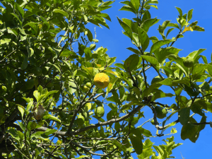 Citrus-Früchte