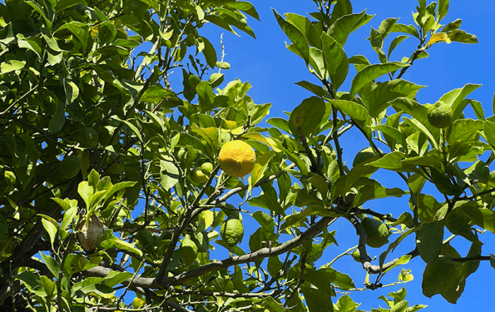 Citrus-Fr&uuml;chte