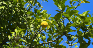 Citrus-Früchte