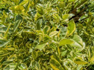 Citrus mit panaschierten zweifärbigen Blättern - auch ohne Früchte eine Zierde