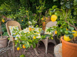 Citrusduft im Garten